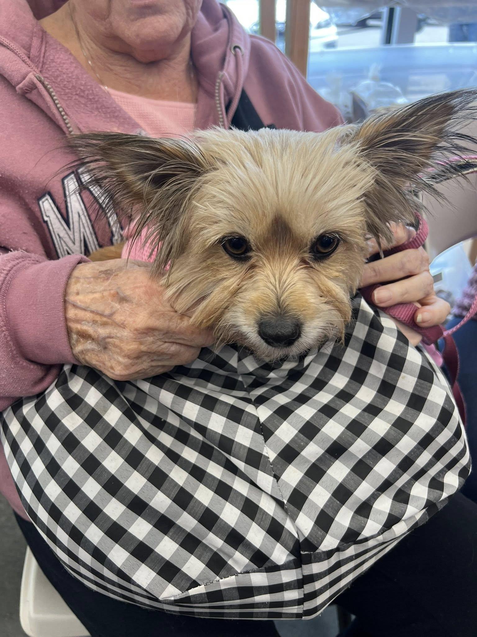 Enlarge Maggie, a ADOPTABLE Yorkshire Terrier in Williamsburg, VA image 3/6