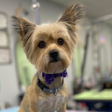 Maggie, ADOPTABLE, Adult Female Yorkshire Terrier.