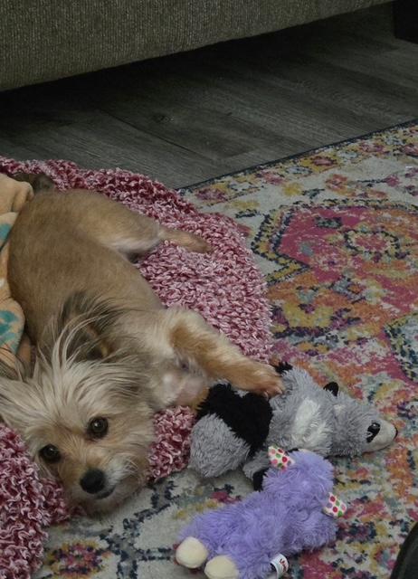 Enlarge Maggie, a ADOPTABLE Yorkshire Terrier in Williamsburg, VA image 5/6