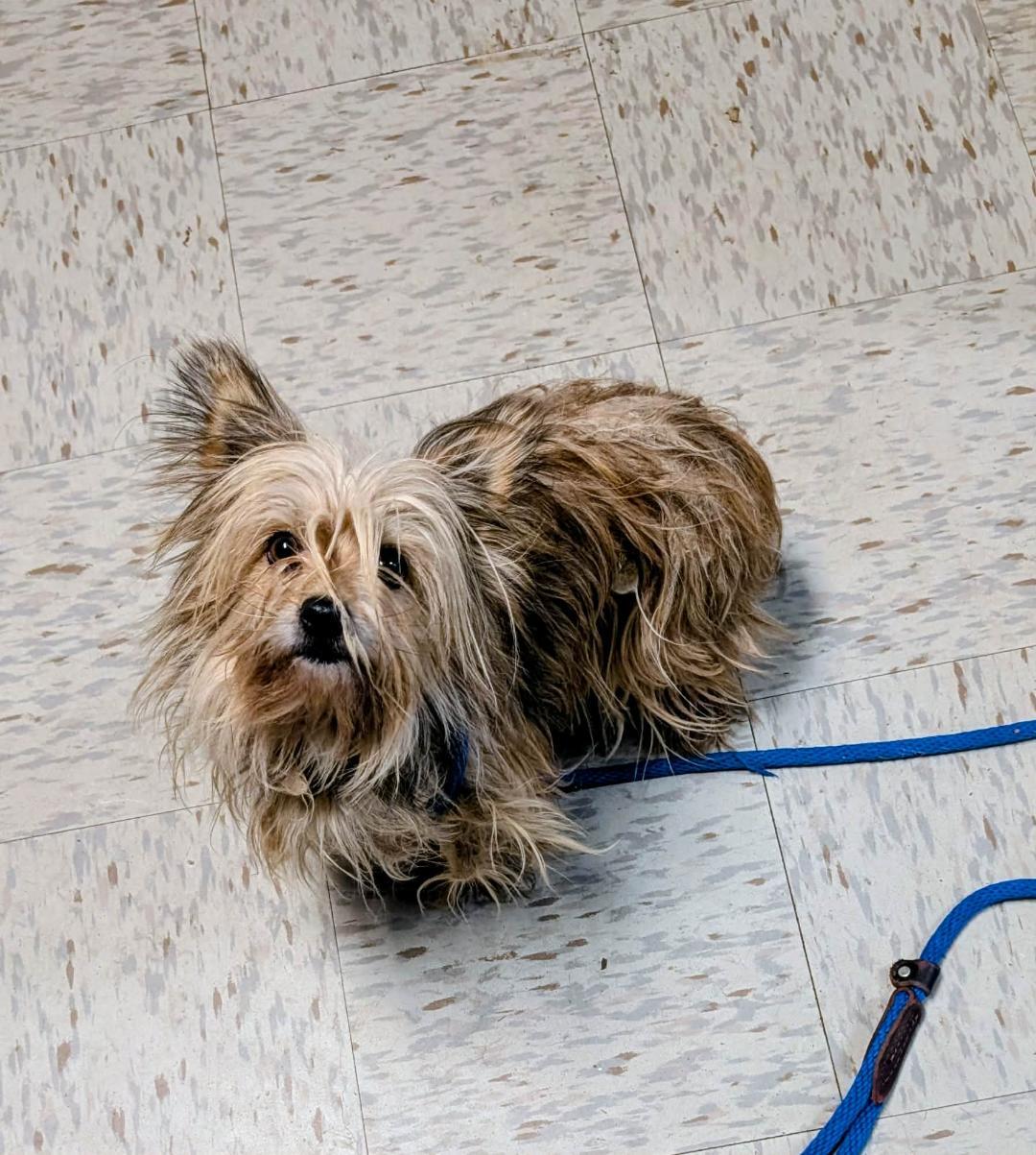 Enlarge Maggie, a ADOPTABLE Yorkshire Terrier in Williamsburg, VA image 6/6