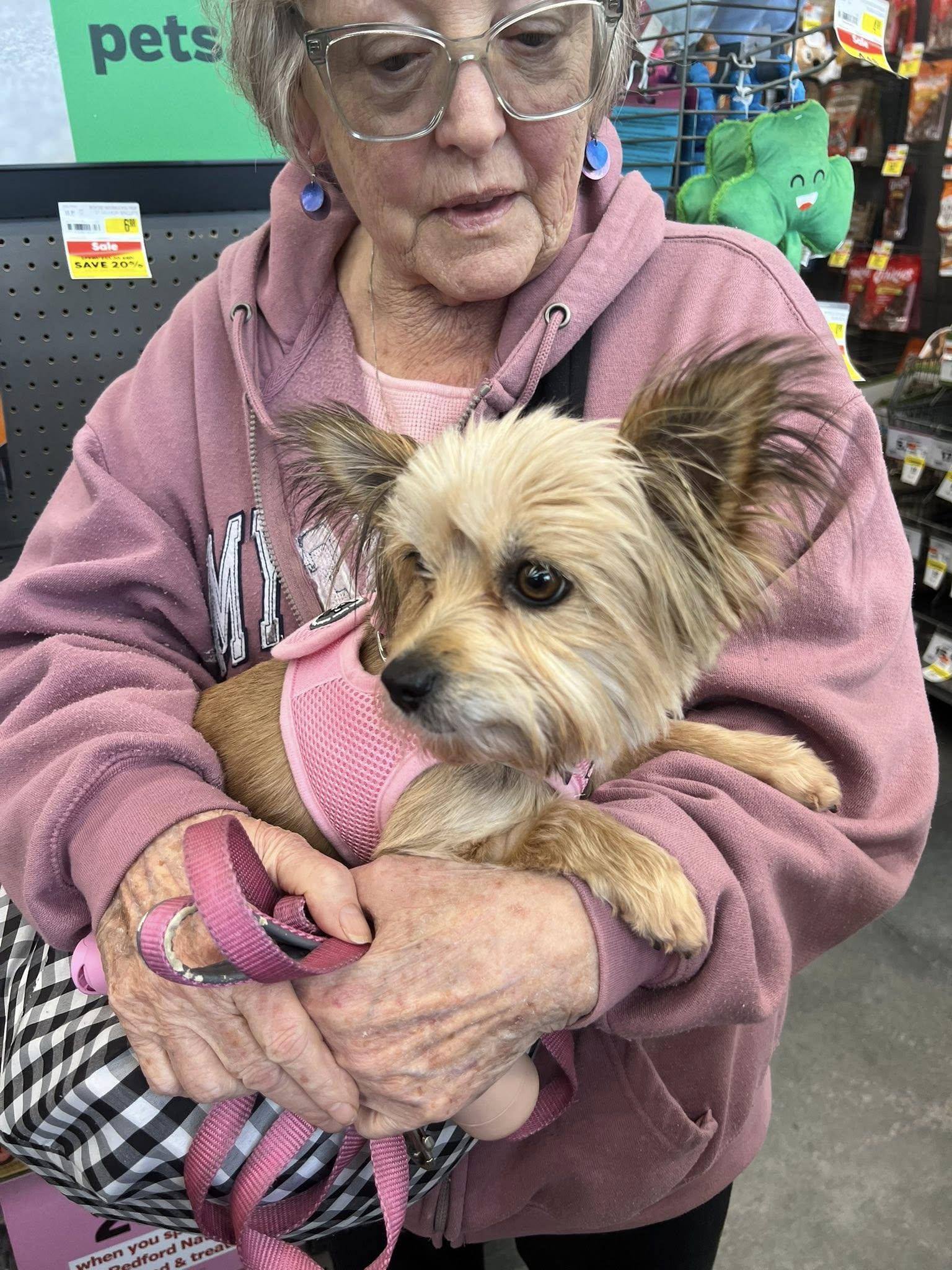 Enlarge Maggie, a ADOPTABLE Yorkshire Terrier in Williamsburg, VA image 2/6