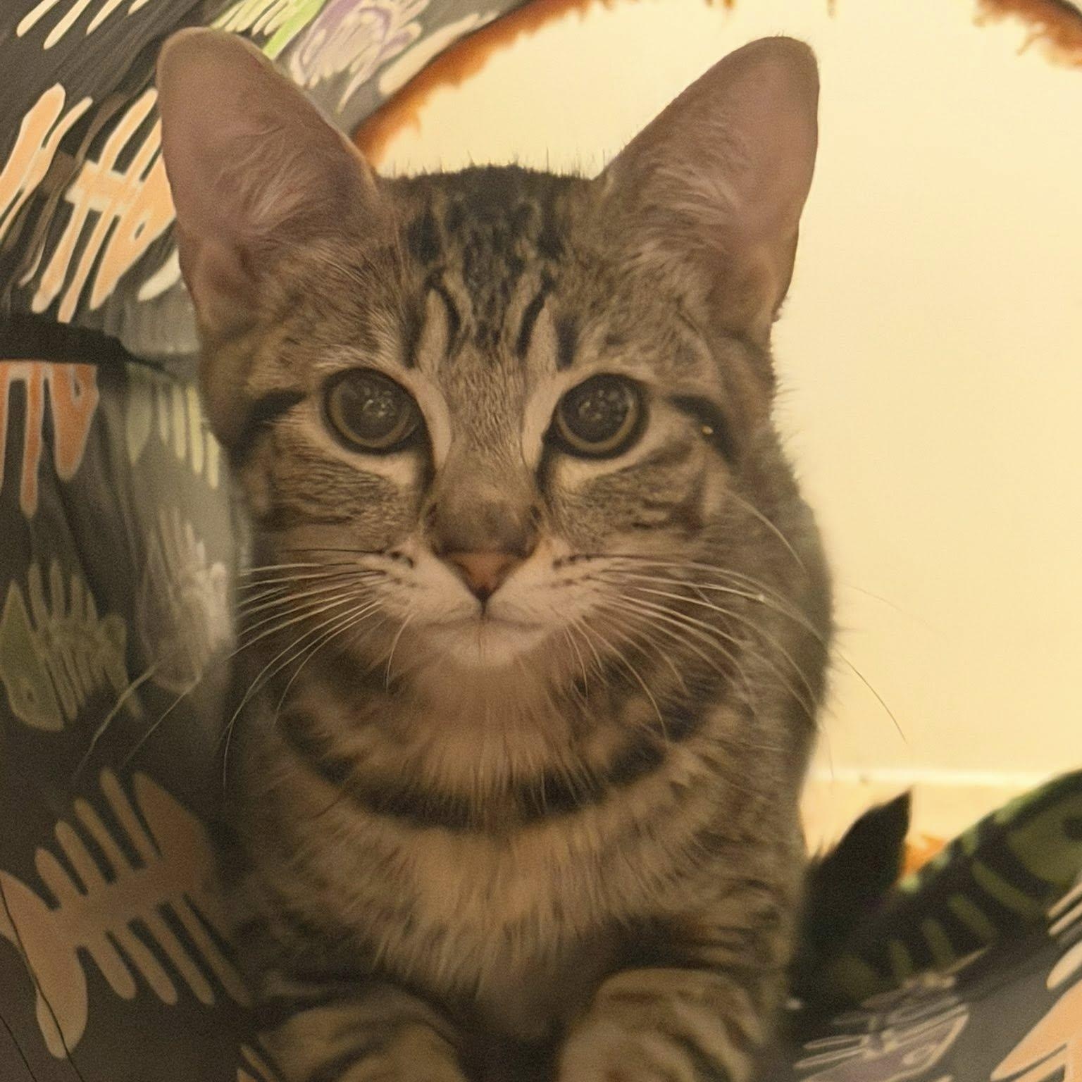 Enlarge Uno, a ADOPTABLE Domestic Short Hair in Queen Creek, AZ image 1/3