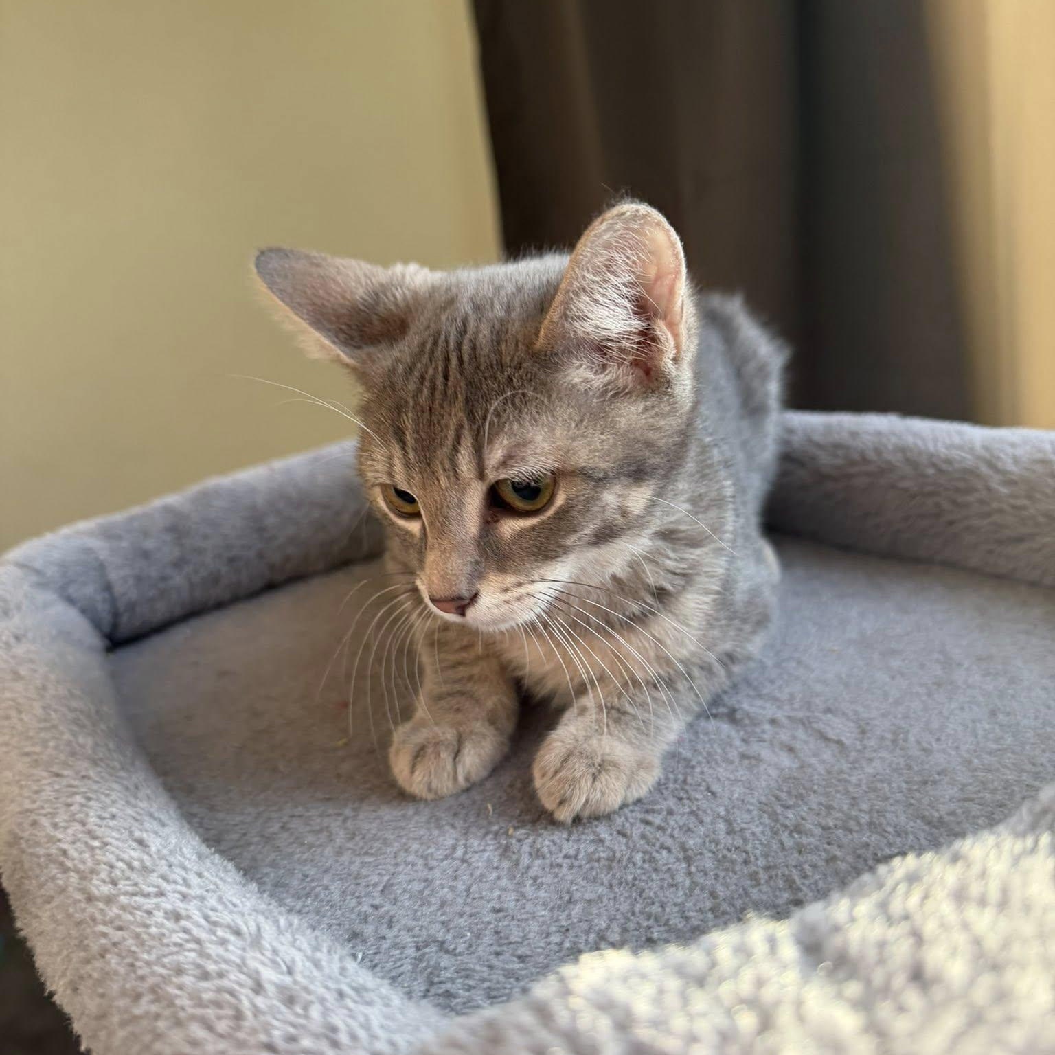 Enlarge Uno, a ADOPTABLE Domestic Short Hair in Queen Creek, AZ image 3/3