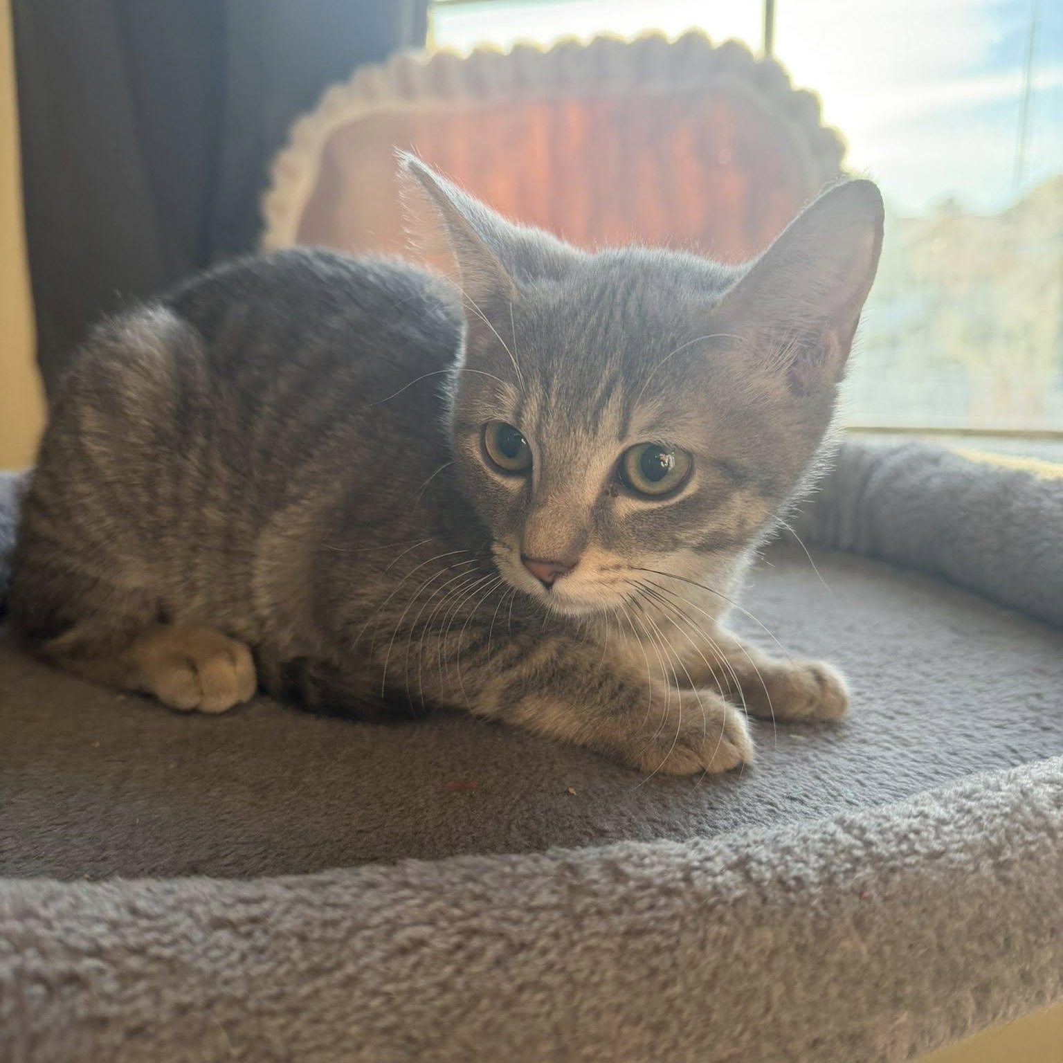 Enlarge Uno, a ADOPTABLE Domestic Short Hair in Queen Creek, AZ image 2/3