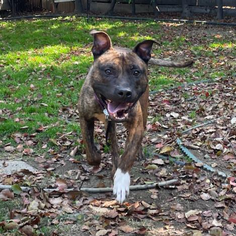 Enlarge Tickle, a Adoptable Pit Bull Terrier in Los Angeles, CA image 5/5