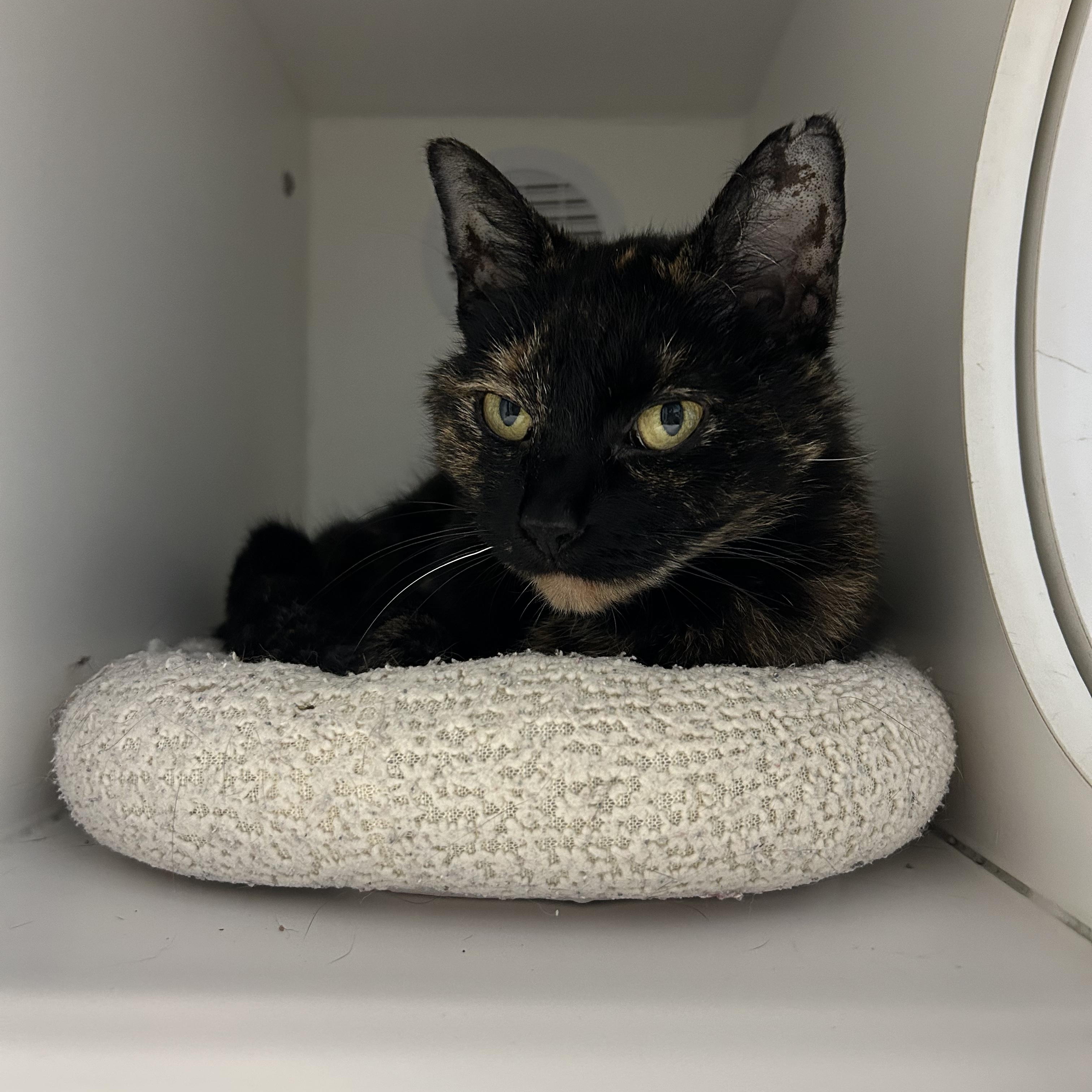 Enlarge Moonbeam, a Adoptable Domestic Short Hair in Clinton, IL image 2/5