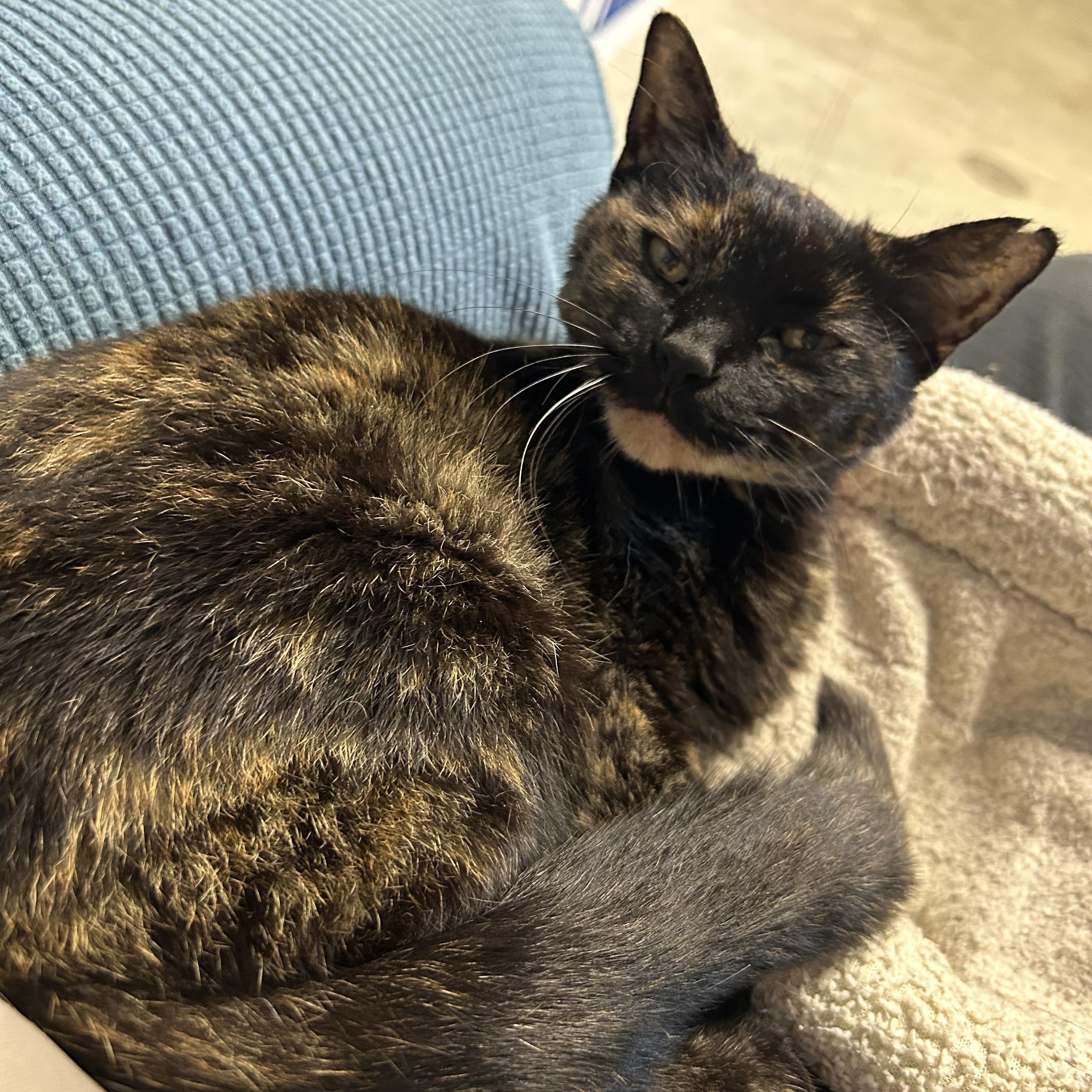 Enlarge Moonbeam, a Adoptable Domestic Short Hair in Clinton, IL image 3/5