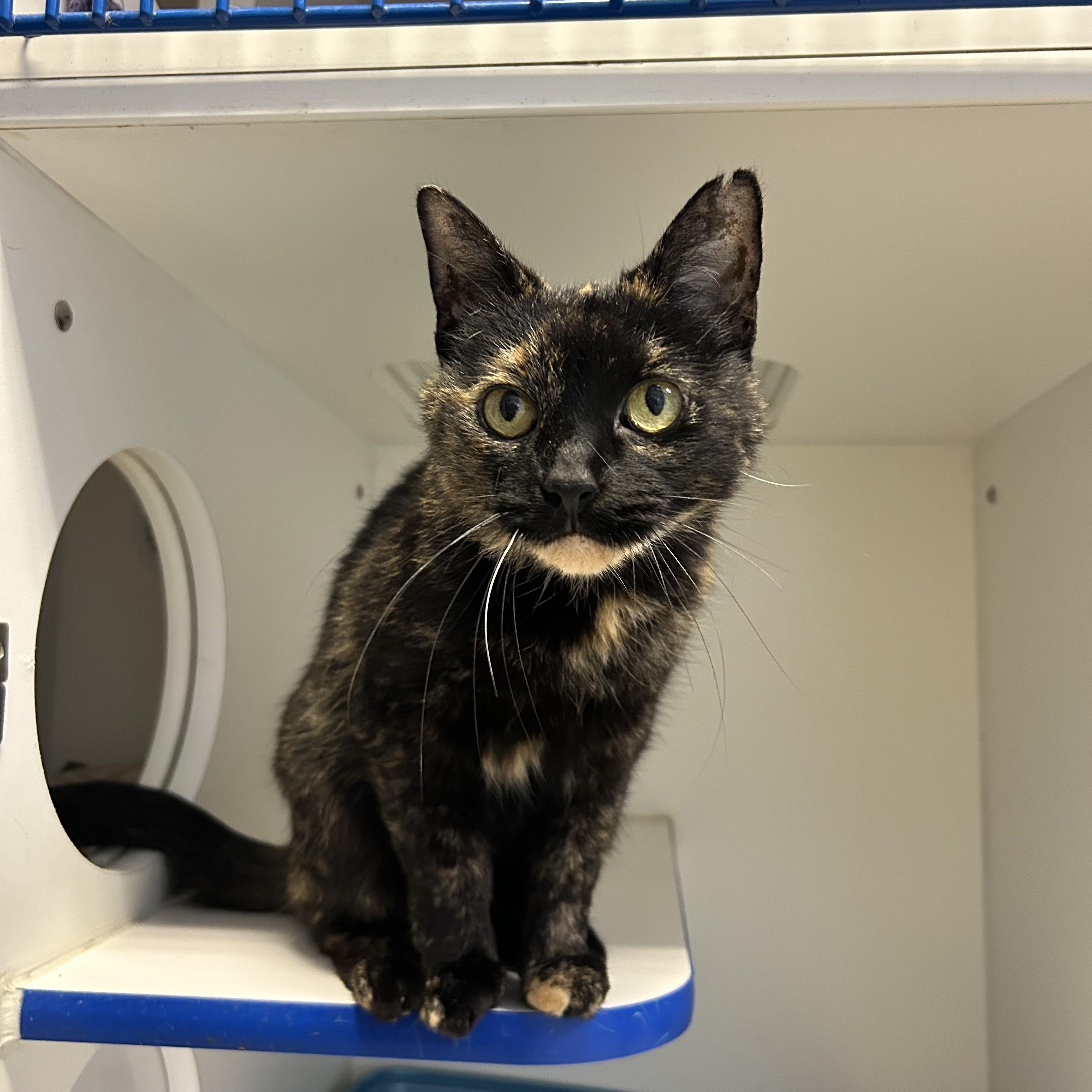 Enlarge Moonbeam, a Adoptable Domestic Short Hair in Clinton, IL image 1/5