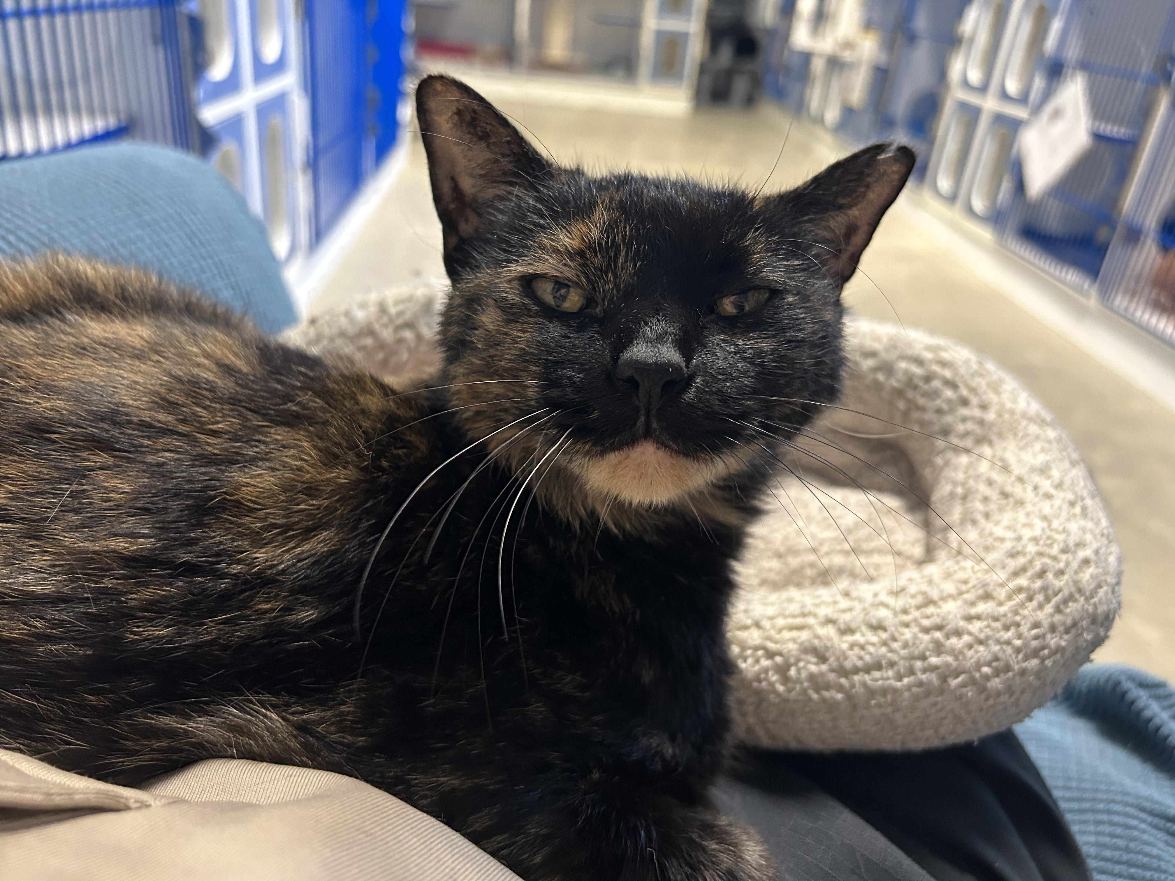 Enlarge Moonbeam, a Adoptable Domestic Short Hair in Clinton, IL image 4/5