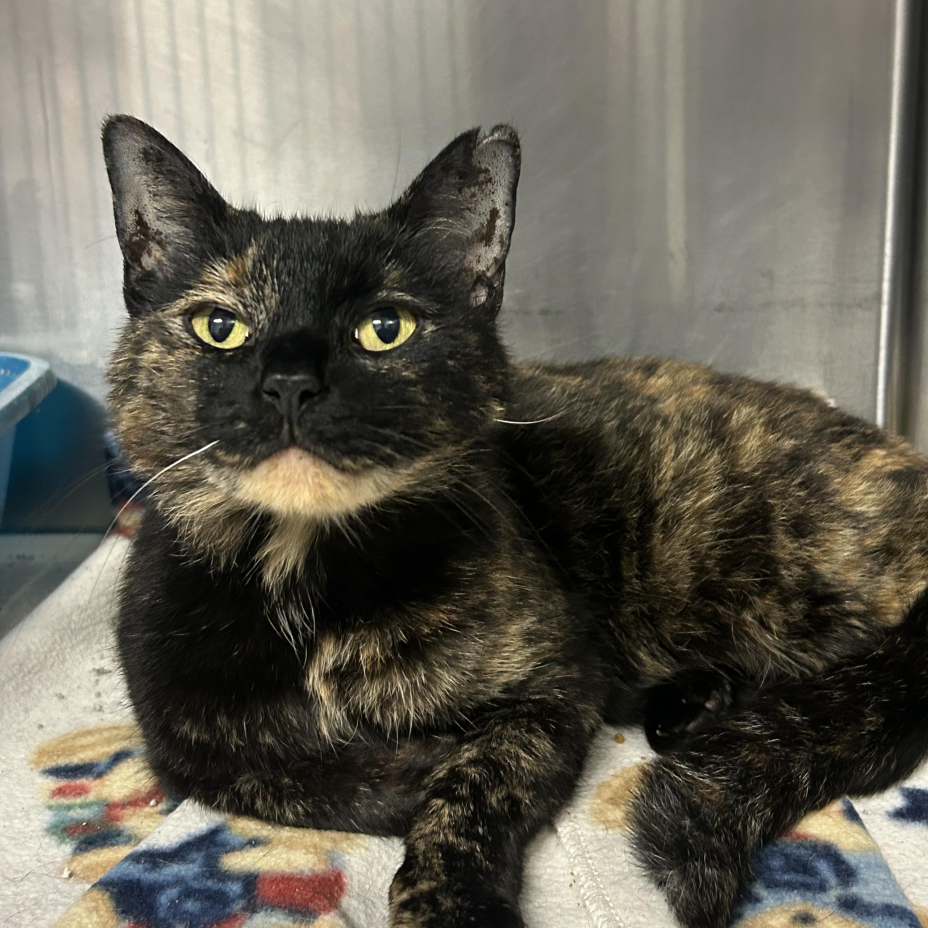 Enlarge Moonbeam, a Adoptable Domestic Short Hair in Clinton, IL image 5/5
