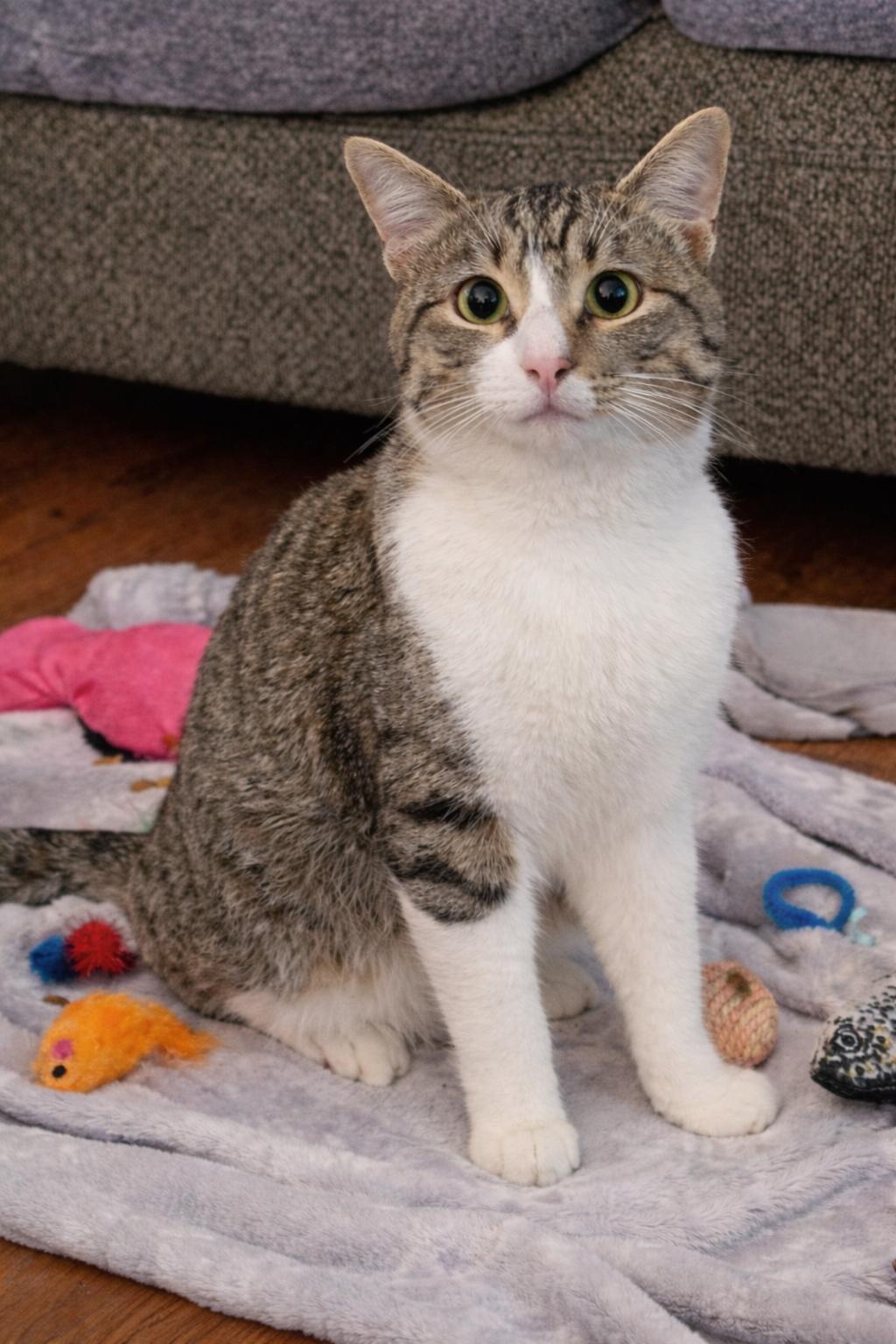 Enlarge Jack, a ADOPTABLE Tabby in Houston, TX image 2/2