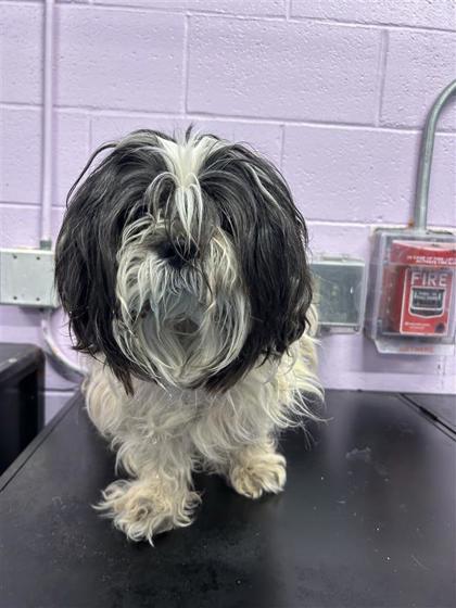 61924381, Adoptable, Adult Male Shih Tzu & Mixed Breed.