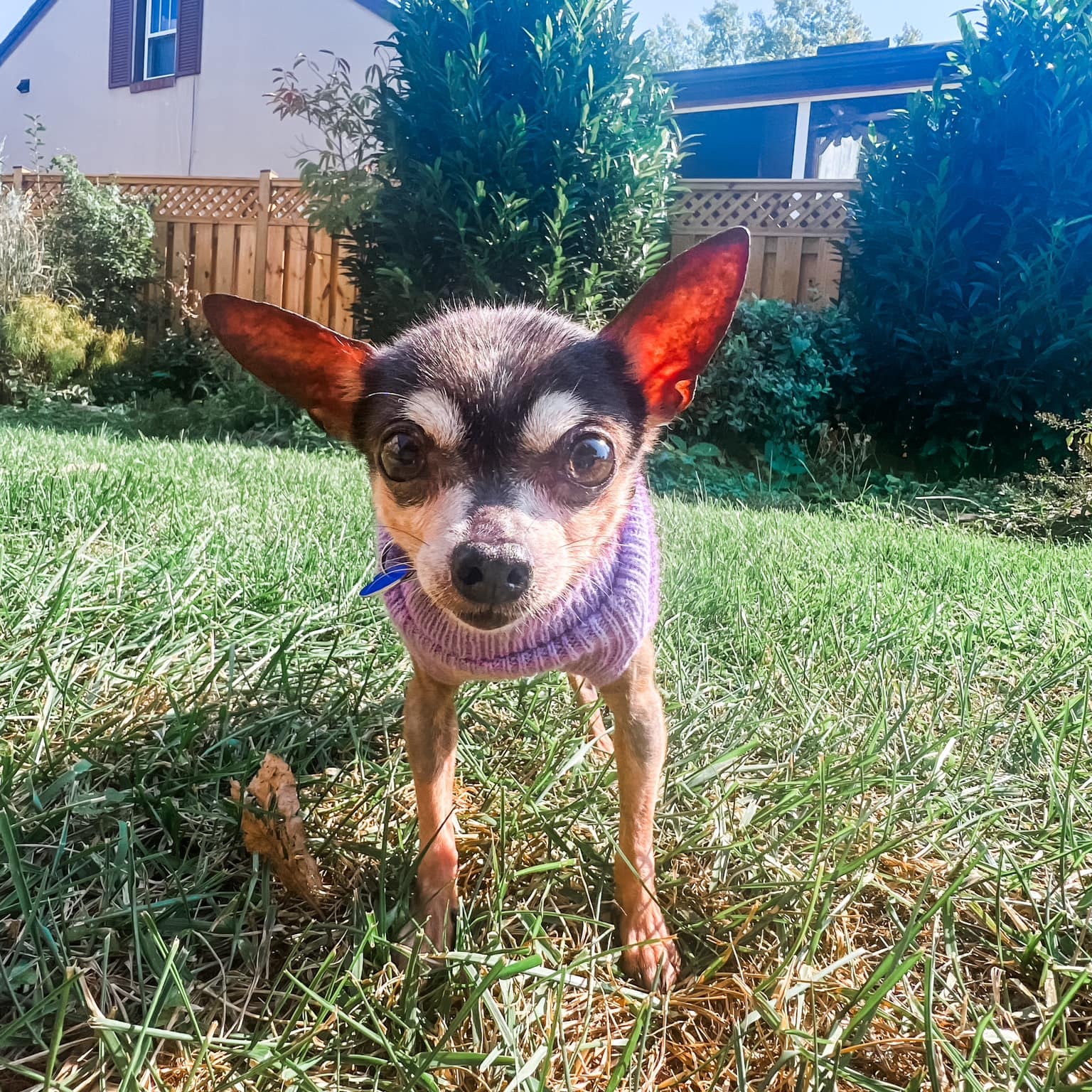 Dog for adoption Tootie, a Chihuahua in Rockville, MD Petfinder