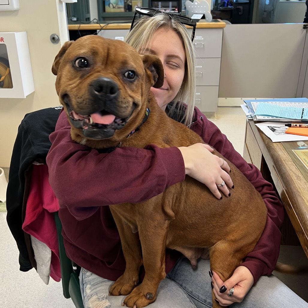 Daphne, a Adoptable Boxer in Rohnert Park, CA image 1/3