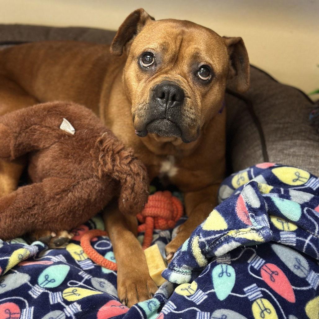 Daphne, a Adoptable Boxer in Rohnert Park, CA image 2/3