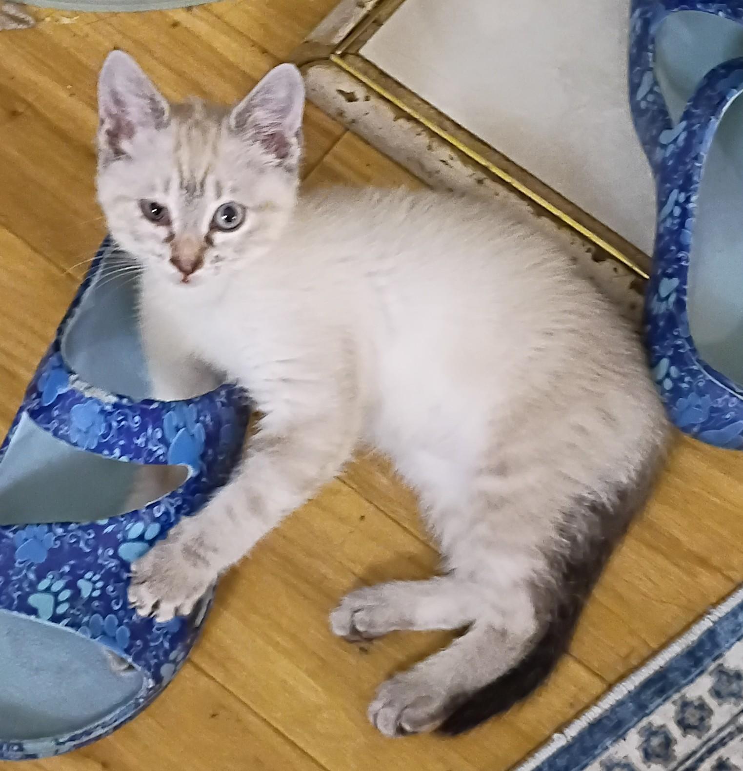 Snowball - blue eyes, an adopted mixed breed in Hendersonville, TN image 3/5