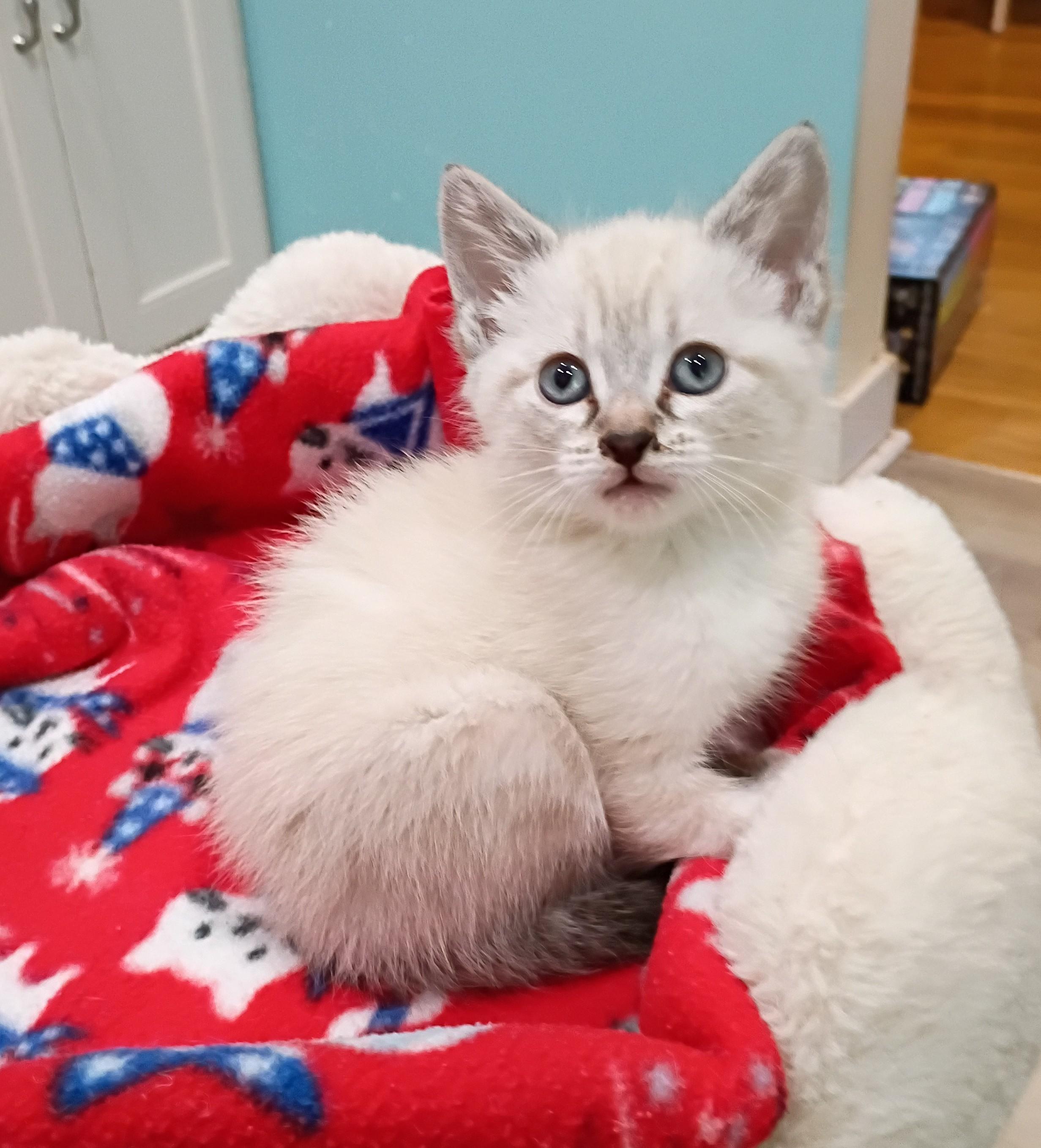 Snowball - blue eyes, an adopted mixed breed in Hendersonville, TN image 1/5
