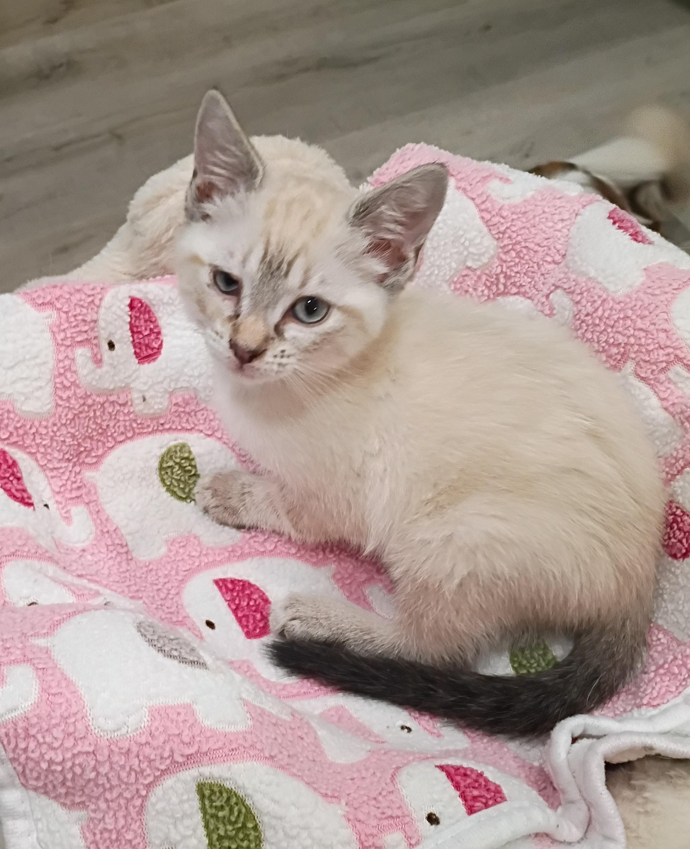 Snowball - blue eyes, an adopted mixed breed in Hendersonville, TN image 4/5