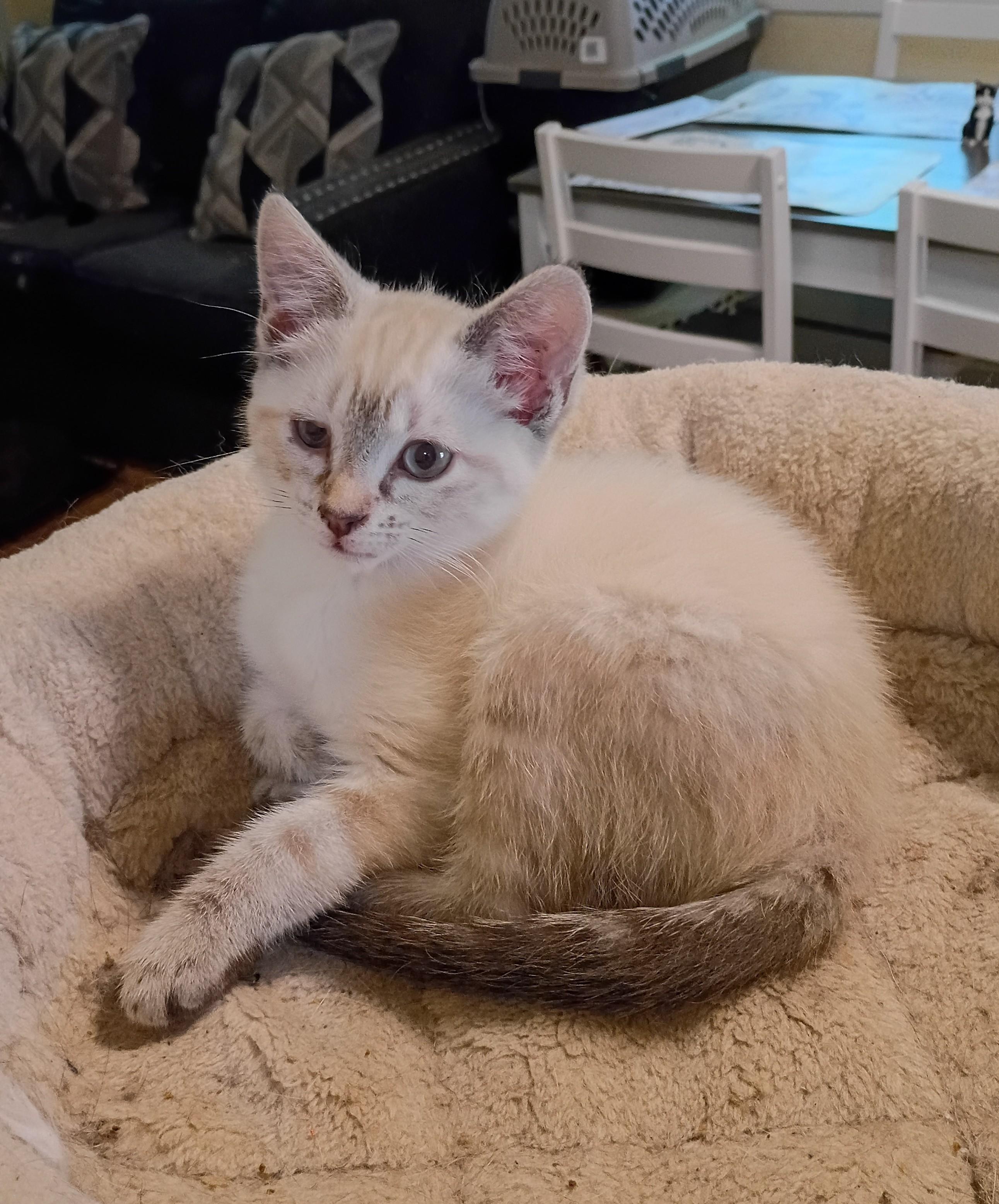 Snowball - blue eyes, an adopted mixed breed in Hendersonville, TN image 2/5