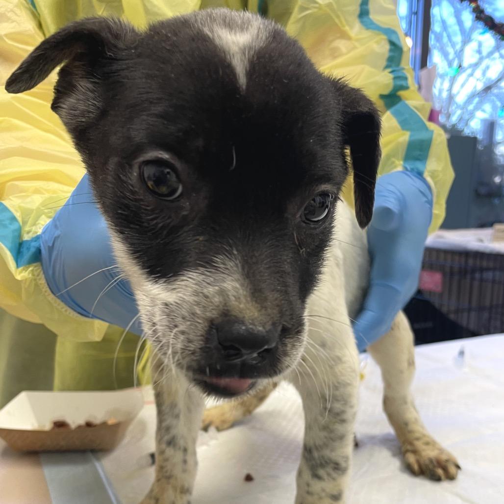 Enlarge Truffle, a Adoptable mixed breed in Nashville, TN image 1/1