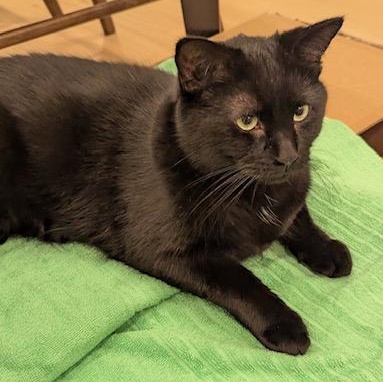 Truffle bonded with Arthur, Adoptable, Young Male Domestic Medium Hair.
