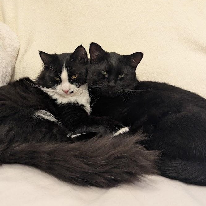 Enlarge Truffle bonded with Arthur, a Adoptable Domestic Medium Hair in Pickering, ON image 5/6