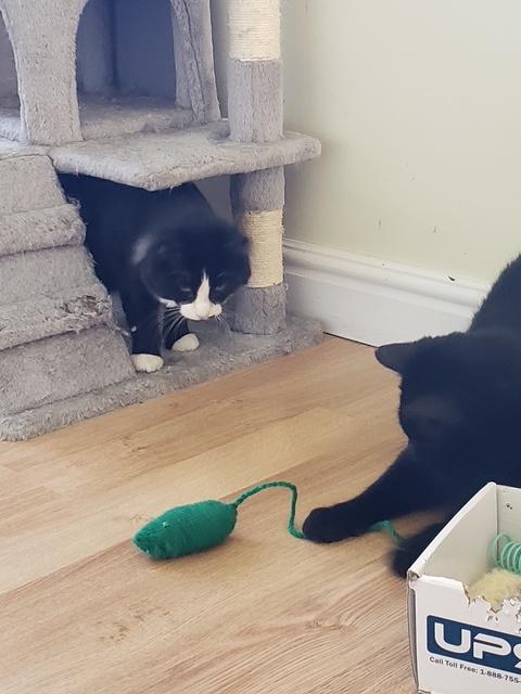 Truffle bonded with Arthur, a ADOPTABLE Domestic Medium Hair in Pickering, ON image 4/4