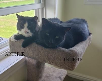 Truffle bonded with Arthur, a ADOPTABLE Domestic Medium Hair in Pickering, ON image 3/4
