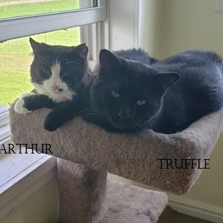 Enlarge Truffle bonded with Arthur, a Adoptable Domestic Medium Hair in Pickering, ON image 4/6