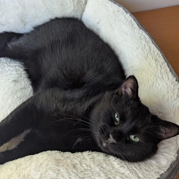 Enlarge Truffle bonded with Arthur, a Adoptable Domestic Medium Hair in Pickering, ON image 6/6