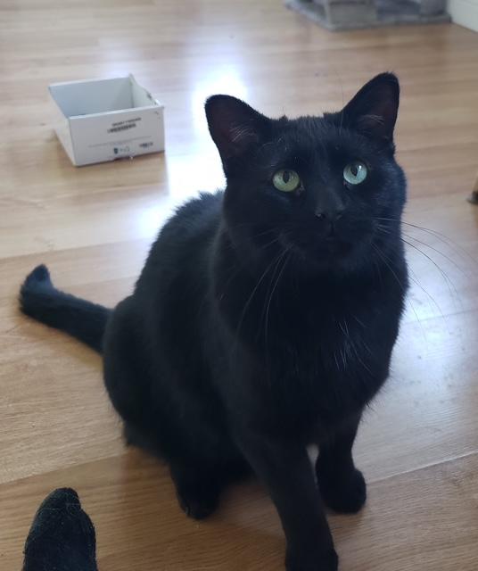 Truffle bonded with Arthur, ADOPTABLE, Adult Male Domestic Medium Hair.