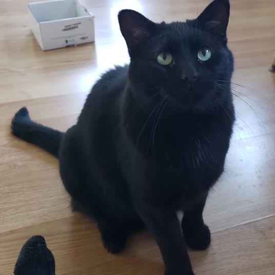 Enlarge Truffle bonded with Arthur, a Adoptable Domestic Medium Hair in Pickering, ON image 3/6