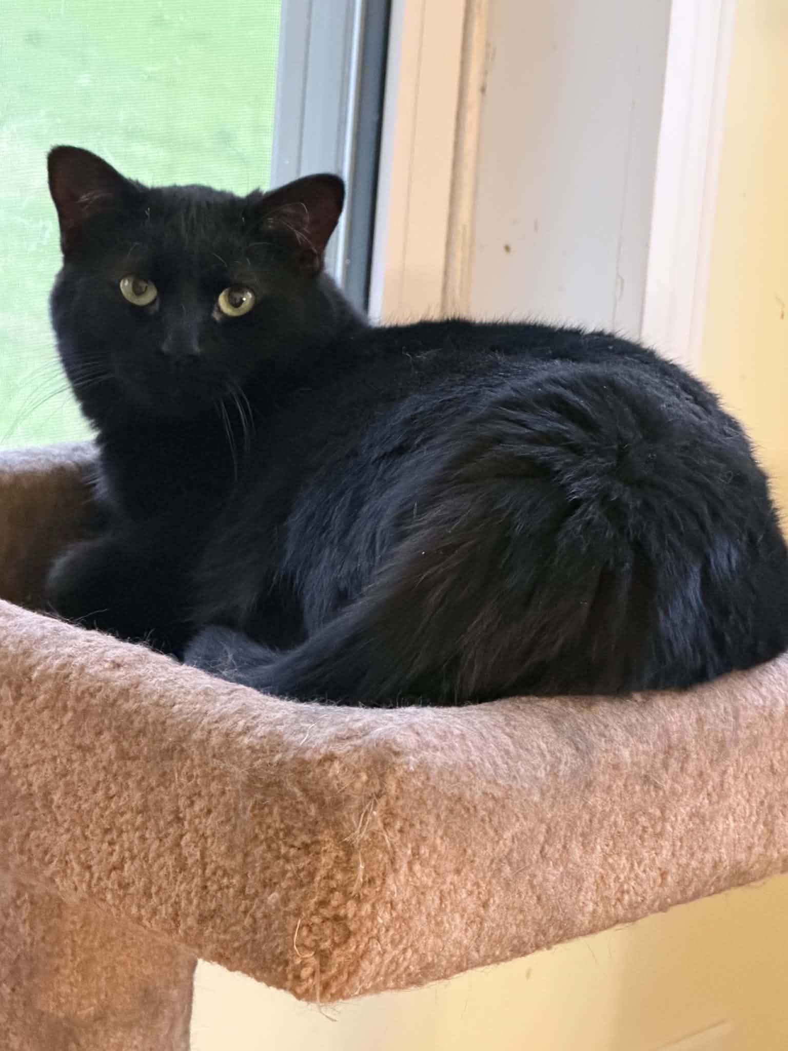 Truffle bonded with Arthur, a ADOPTABLE Domestic Medium Hair in Pickering, ON image 2/4