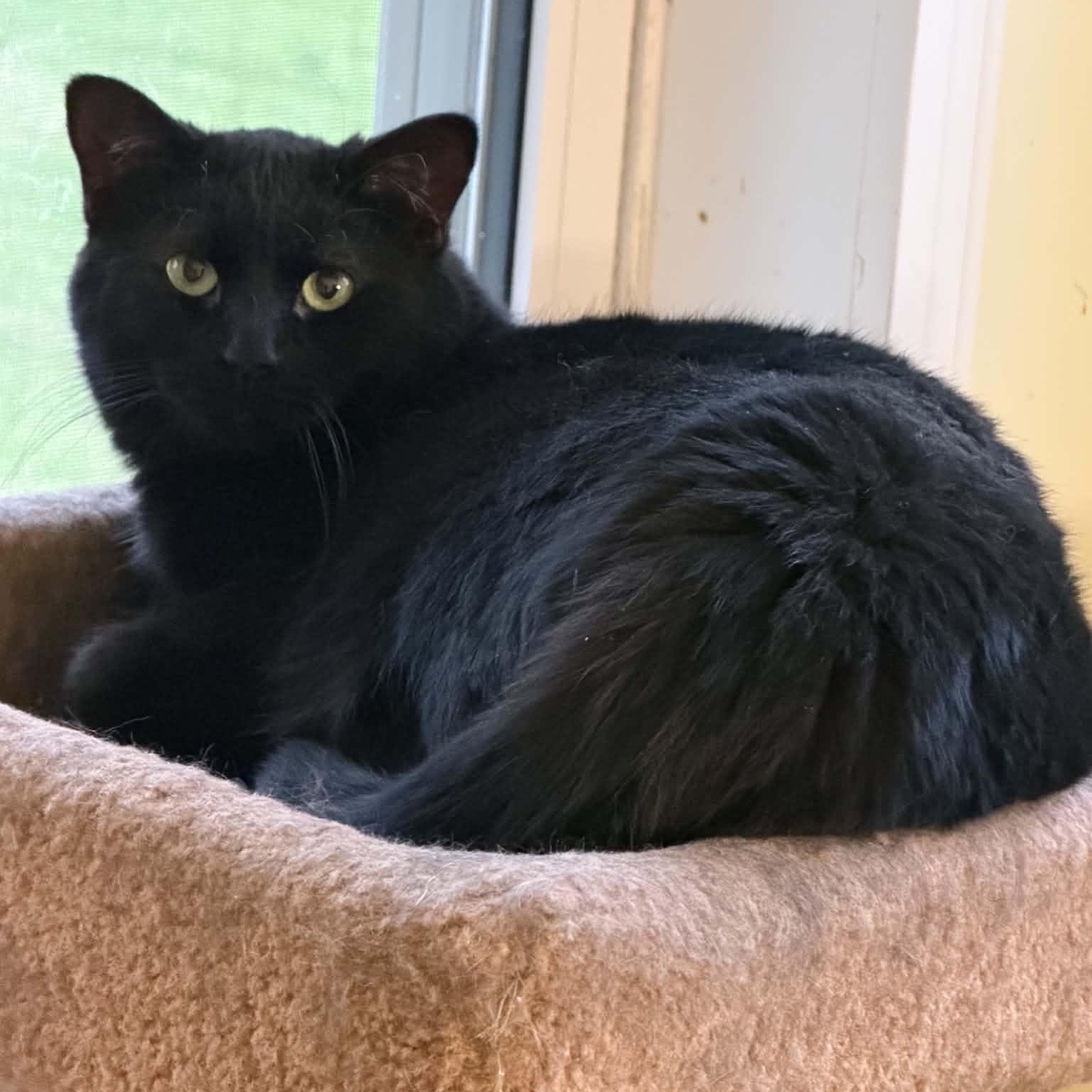 Enlarge Truffle bonded with Arthur, a Adoptable Domestic Medium Hair in Pickering, ON image 2/6