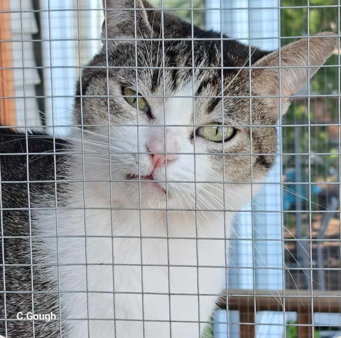 Marge , an adoptable mixed breed in Brooklyn Park, MN image 4/6