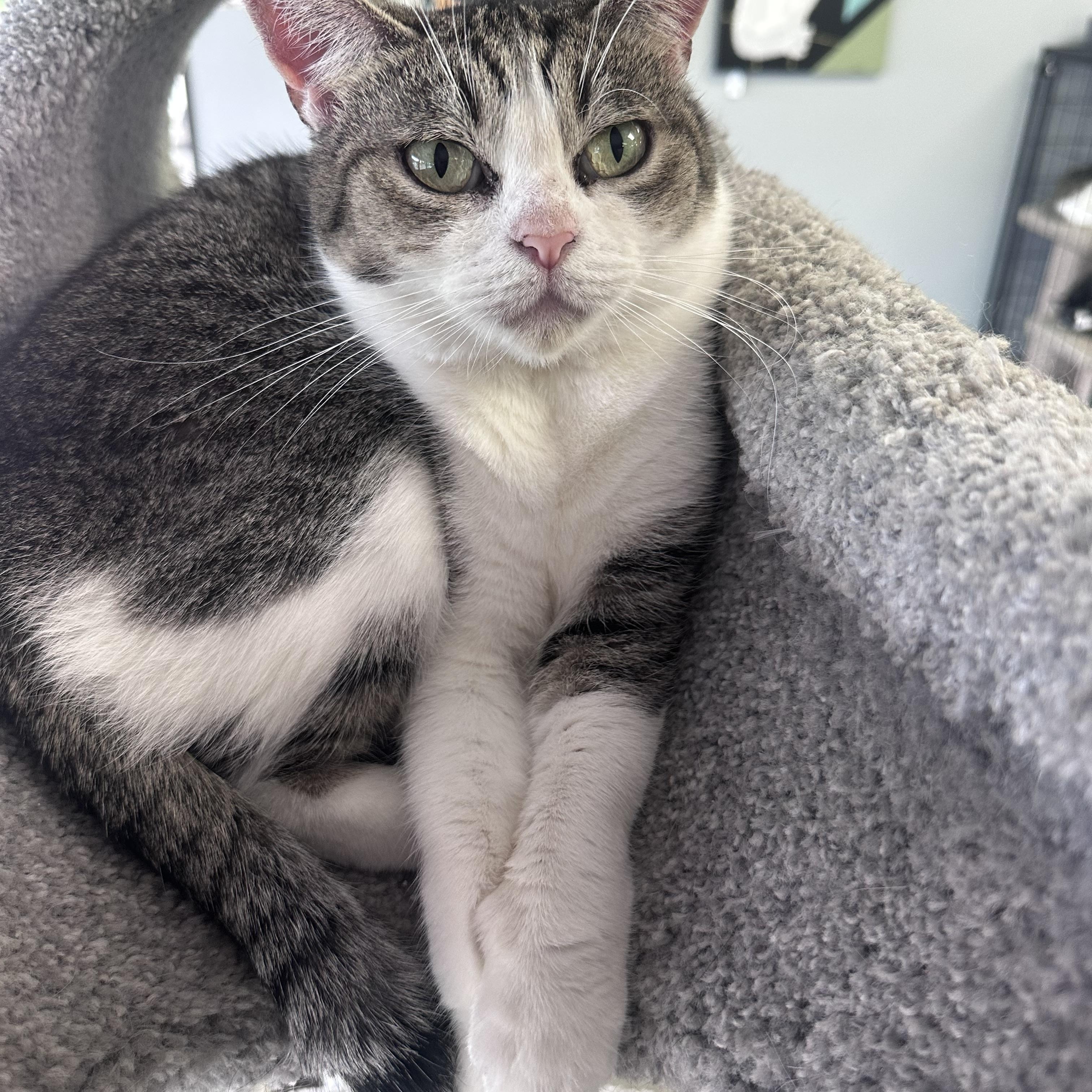 Marge , an adoptable mixed breed in Blaine , MN image 6/6