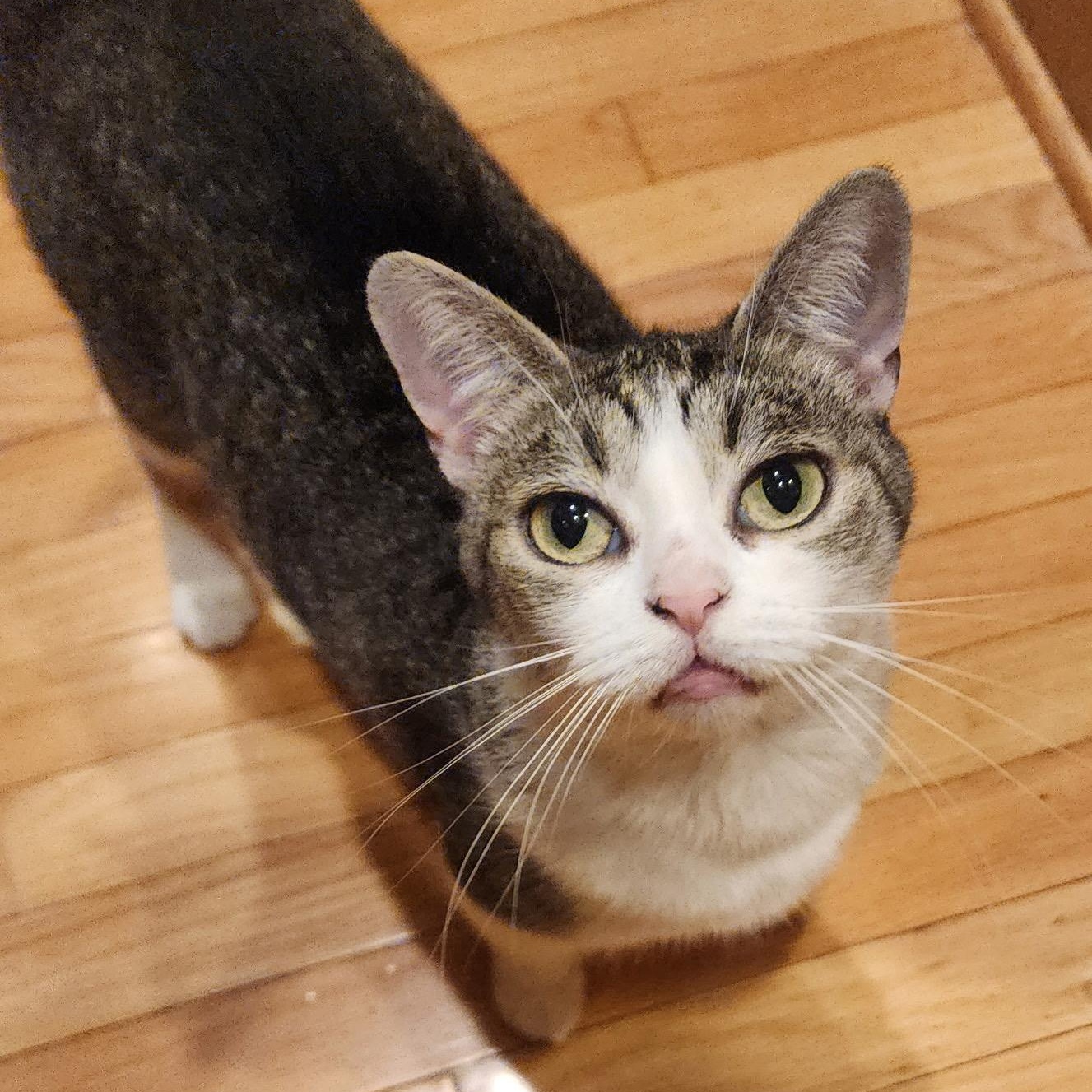 Marge , adoptable, Adult Female Domestic Short Hair & Abyssinian.