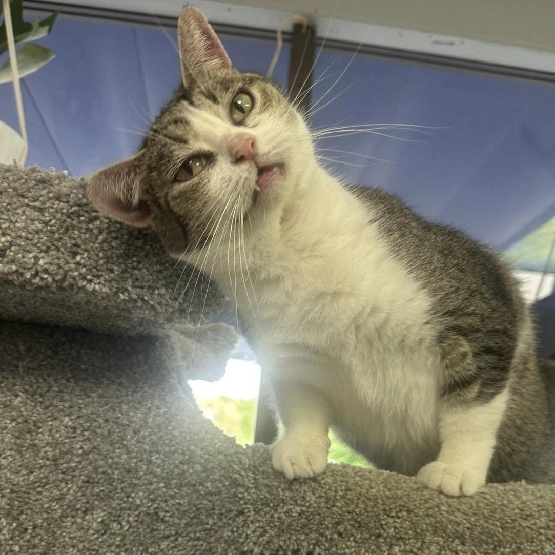 Marge , an adoptable mixed breed in Blaine , MN image 5/6