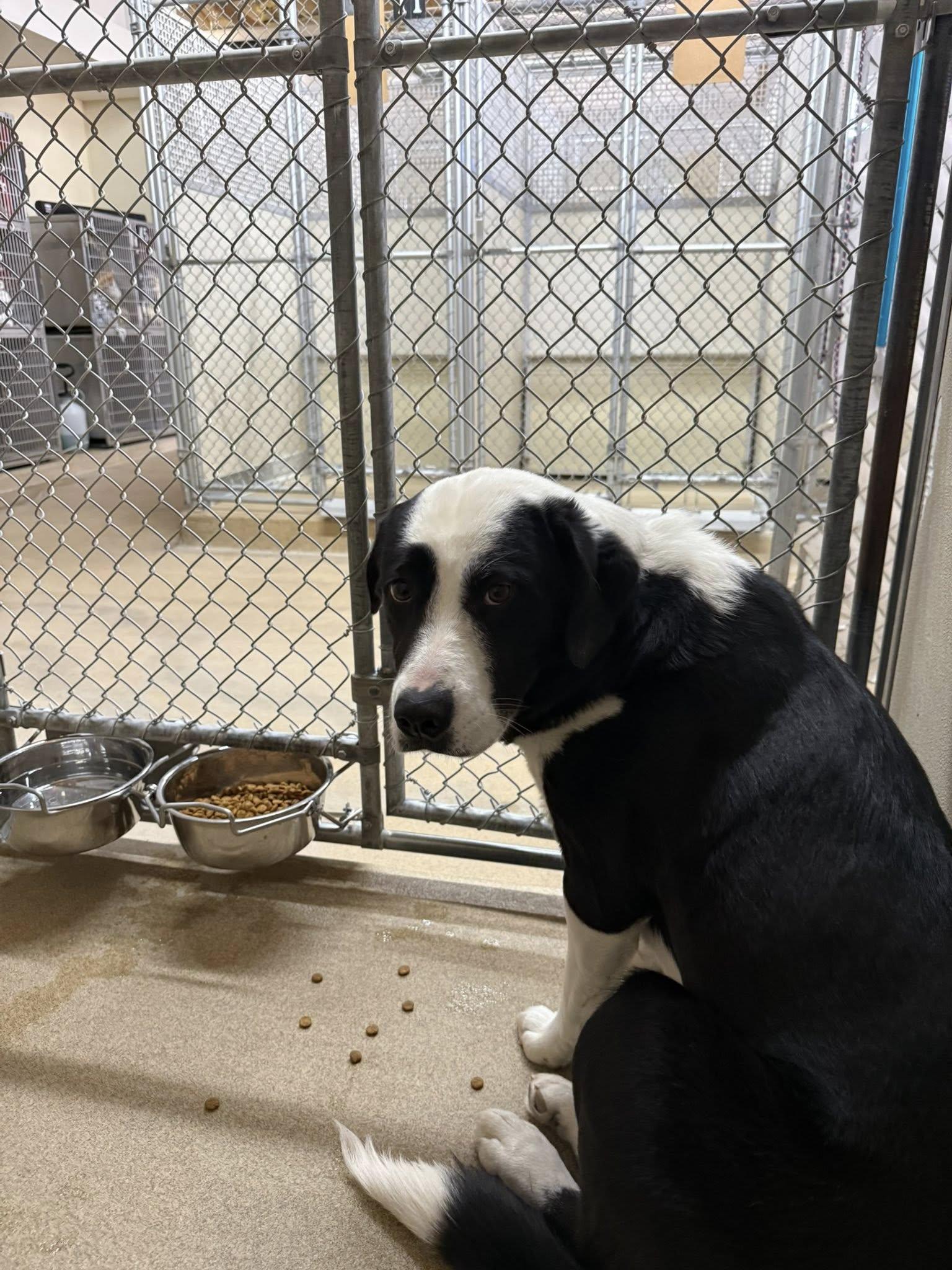 Enlarge Riley, a ADOPTABLE mixed breed in Rawlins, WY image 1/2