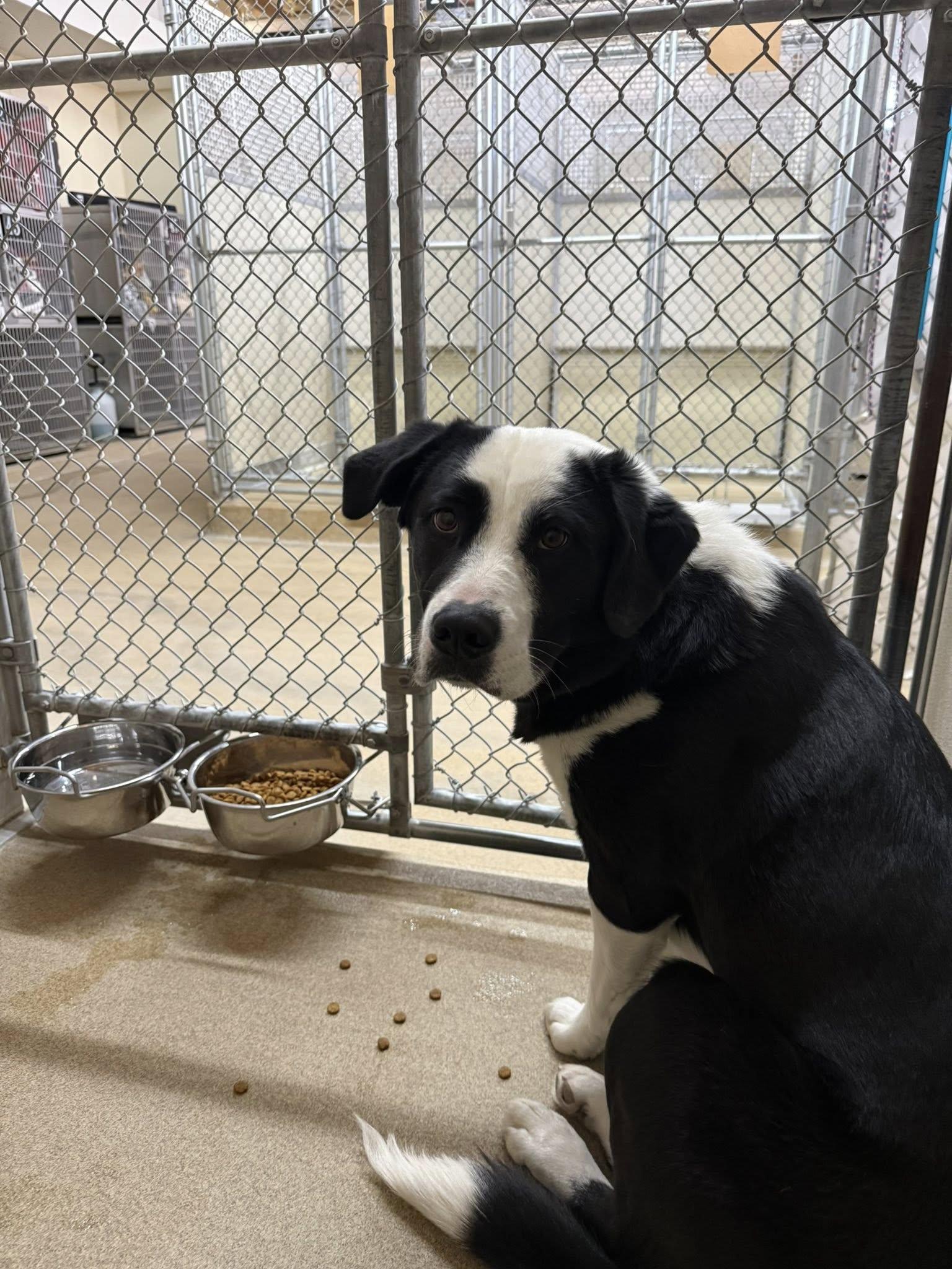 Enlarge Riley, a ADOPTABLE mixed breed in Rawlins, WY image 2/2