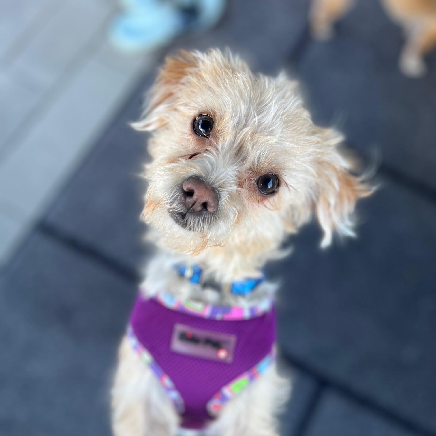 Enlarge Cookie, a ADOPTABLE mixed breed in Fremont, CA image 3/6