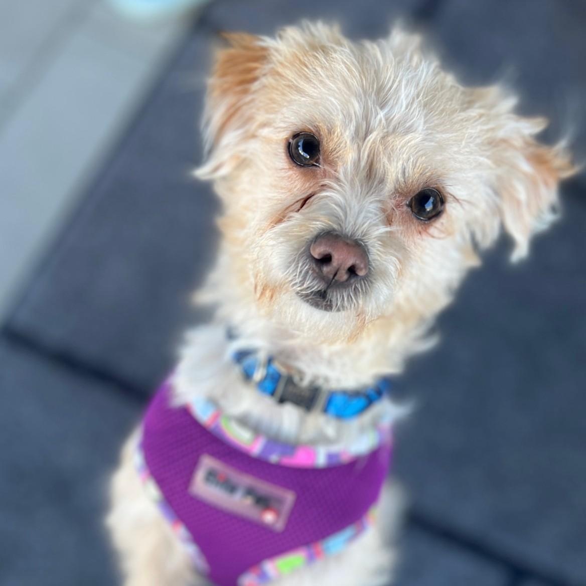Enlarge Cookie, a ADOPTABLE mixed breed in Fremont, CA image 5/6