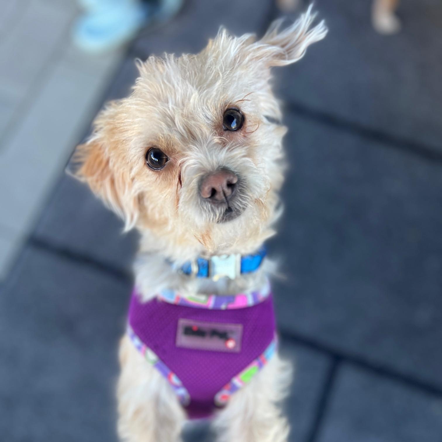 Cookie, ADOPTABLE, Young Female Maltipoo.