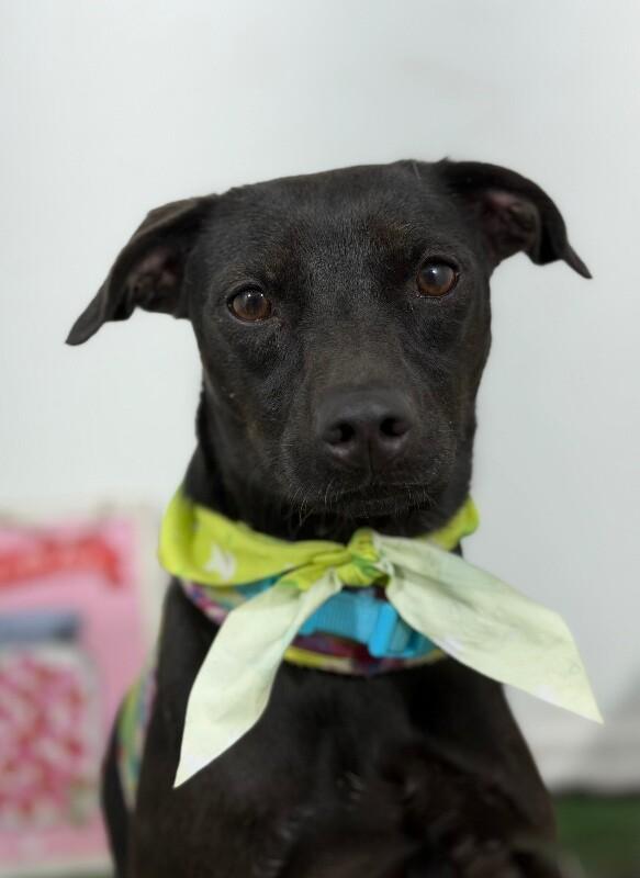 Enlarge Tim-One of our Amazing Rescue Dogs, a Adoptable mixed breed in San Marcos, CA image 1/1
