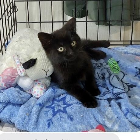 Harry Houdini, adopted, Kitten Male Domestic Short Hair.