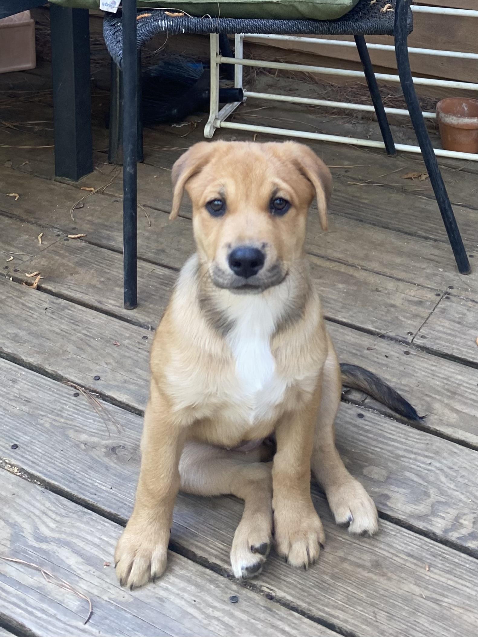 Enlarge Amber Glenn, a Adoptable mixed breed in Aberdeen, NC image 6/6