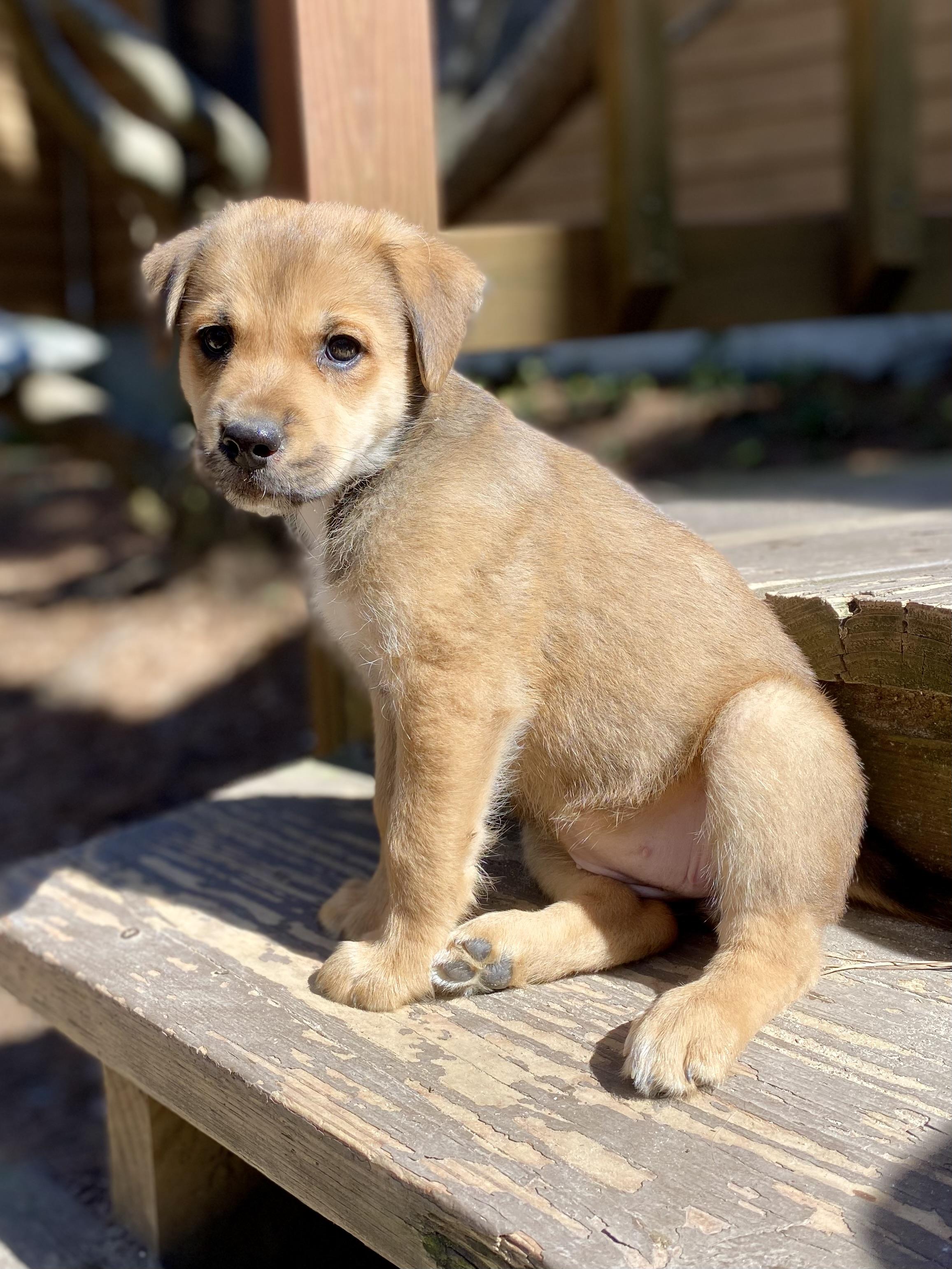 Enlarge Amber Glenn, a Adoptable mixed breed in Aberdeen, NC image 3/6
