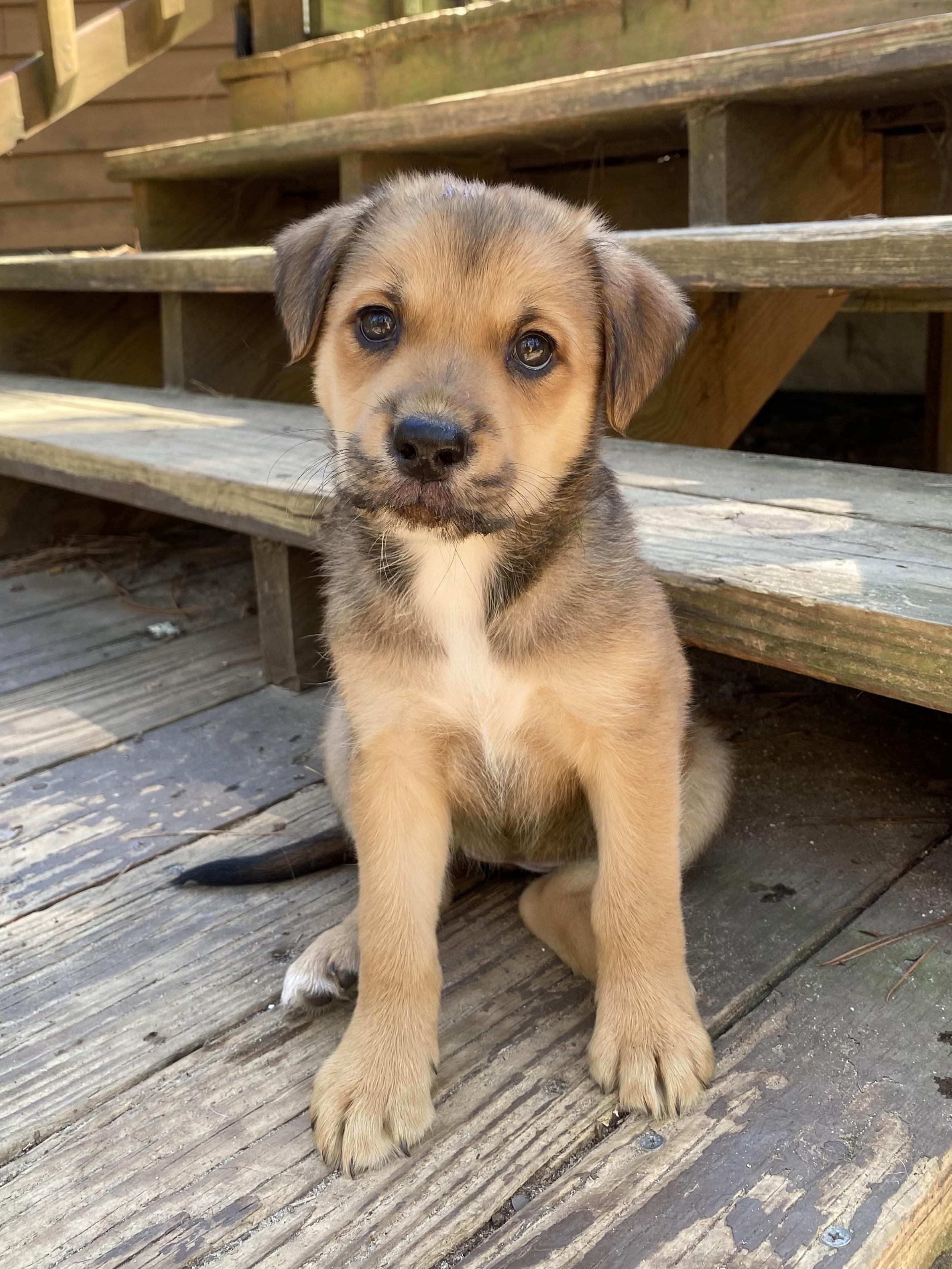 Enlarge Amber Glenn, a Adoptable mixed breed in Aberdeen, NC image 2/6