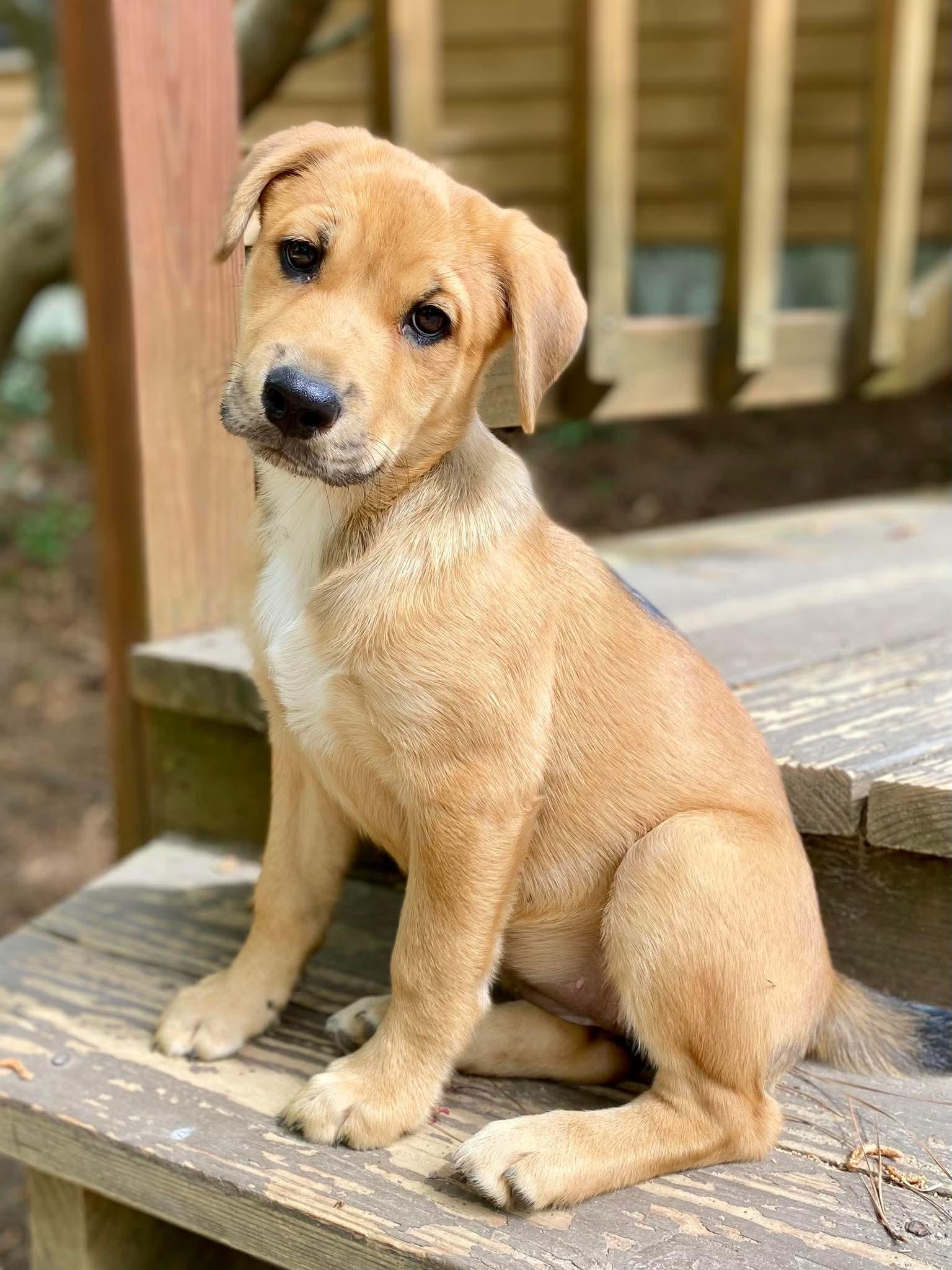 Enlarge Amber Glenn, a Adoptable mixed breed in Aberdeen, NC image 1/6