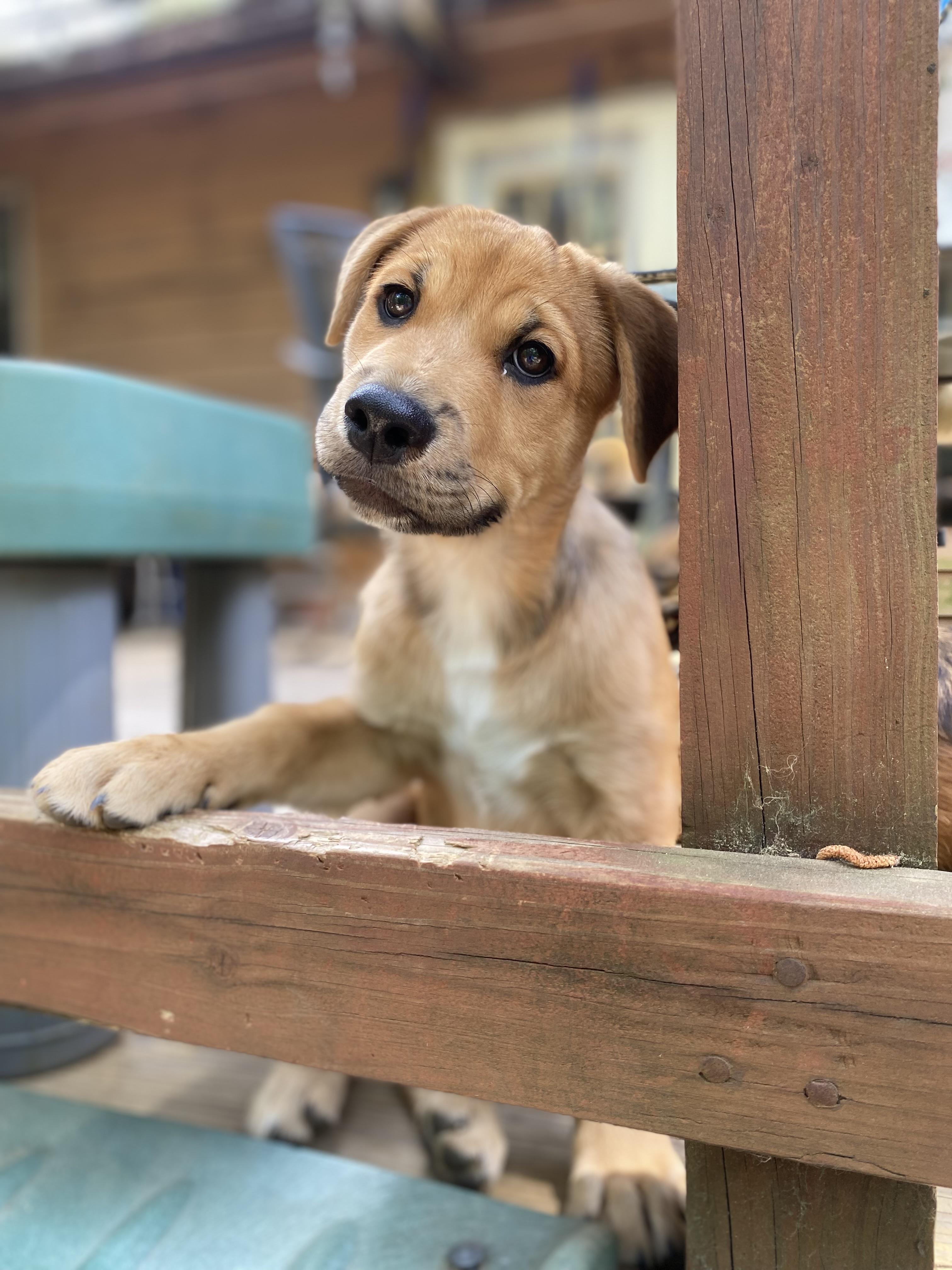 Enlarge Amber Glenn, a Adoptable mixed breed in Aberdeen, NC image 5/6